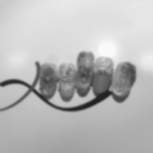 Plastiline Gel